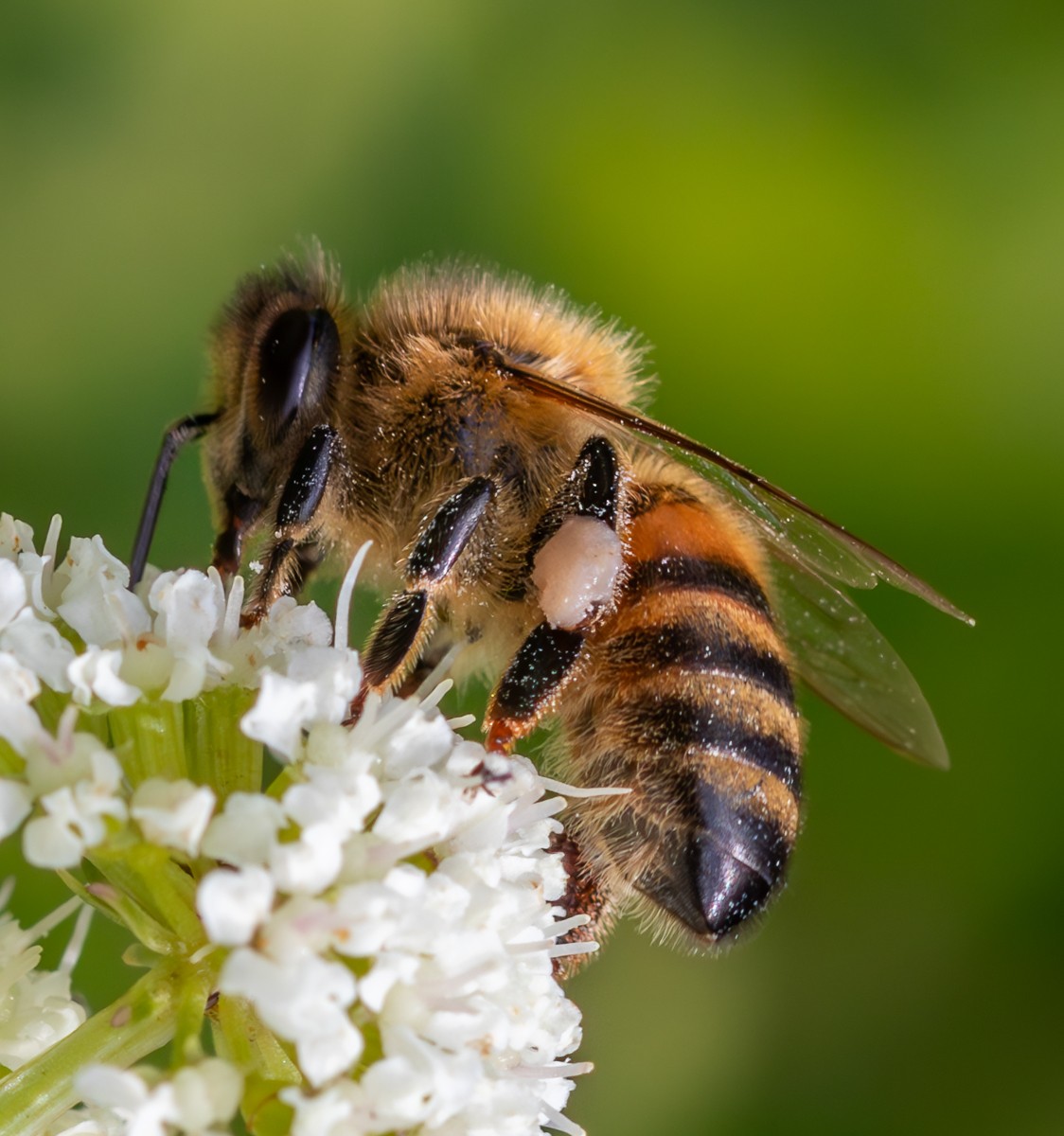 Bee collecting pollen in the South Downs National Park