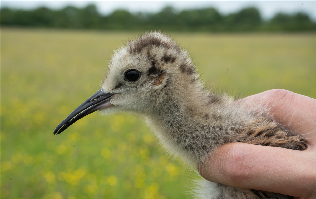 Curlew chick held after ringing on 9 June 2022