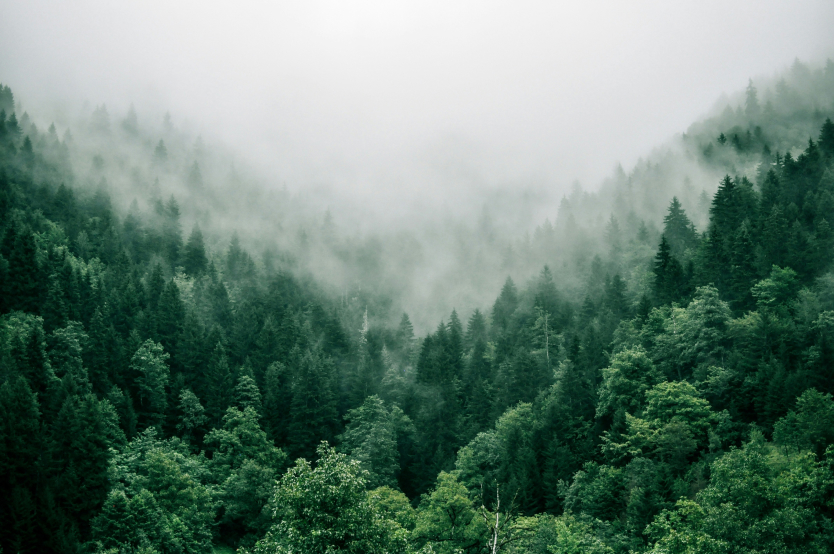 Pine trees and mist